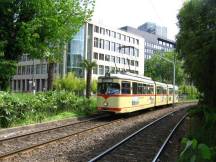 Palmen auf der Berliner Allee