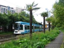 Palmen auf der Berliner Allee