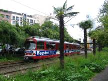 Palmen auf der Berliner Allee