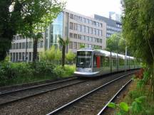 Palmen auf der Berliner Allee