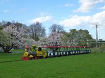 blühende Kirschbäume im Rheinpark, im Hintergrund die Zoobrücke mit der Seilbahn