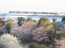 Kirschblüte auf Odaiba