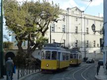 Baum mit bemerkenswert dicker Wurzel in der Rua Limoeiro