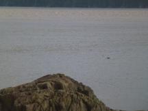 Beluga Wal (Schwanzflosse) im Turnagain Arm des Cook Inlet