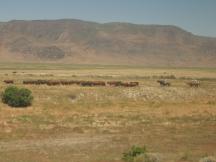 Cowboy-Flair in der Wüste zwischen Elko und Winnemucca, Nevada