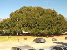 Moreton Bay Fig Tree (im Bild das ist nur EIN Baum) unweit Bahnhof Santa Barbara