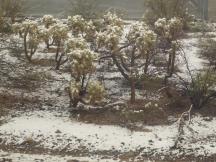 Cholla Kakteen in der verschneiten Wüste