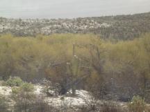 schneebedeckte Saguaro-Kakteen in der Wüste bei Tucson, Arizona