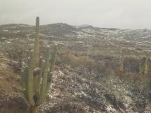 schneebedeckte Saguaro-Kakteen in der Wüste bei Tucson, Arizona